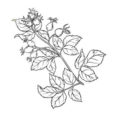 Berry ve Leaves Outline Illustration ile Dog Rose Branch. Organik, doğal, sağlıklı besin maddesi. Tasarım veya dekorasyon için izole edilmiş vektör.