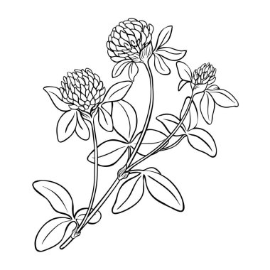 Çiçekli Yonca Bitkisi Taslak Çizimi. Tasarım veya dekorasyon için izole edilmiş vektör.