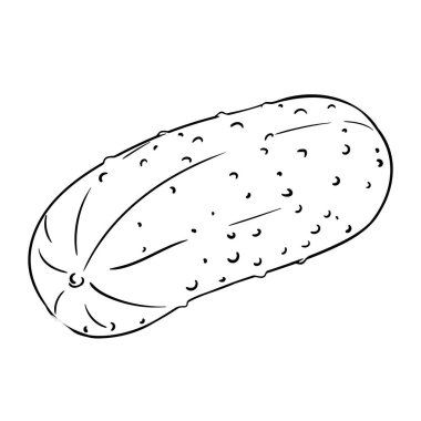 Salatalık Sebze Taslak Çizimi. Organik doğal besin maddeleri, vejetaryen diyet ürünleri. Tasarım veya dekorasyon için izole edilmiş vektör.