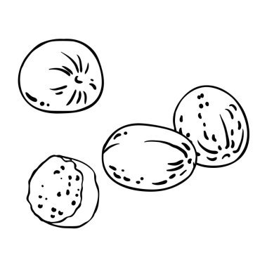 Nutmeg Nuts Tasviri. Organik doğal besin maddeleri, vejetaryen diyet ürünleri. Tasarım veya dekorasyon için izole edilmiş vektör.
