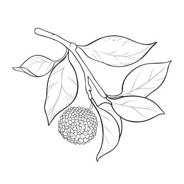 Fruits Outline Illustration ile Calodendrum Branch. Tasarım veya dekorasyon için izole edilmiş vektör.