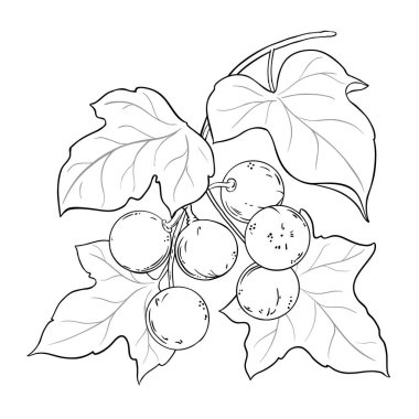 Kukui Branch with Fruits and Leaves Outline Illustration. Vector isolated for design or decoration. clipart