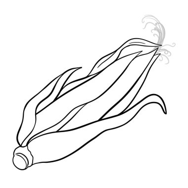 Cob Outline Illustration 'ın mısırı. Organik doğal besin maddeleri, vejetaryen diyet ürünleri. Tasarım veya dekorasyon için izole edilmiş vektör.