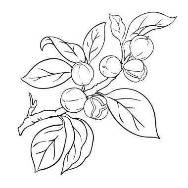 Böğürtlenli Camelia Branch tasviri. Tasarım veya dekorasyon için izole edilmiş vektör.
