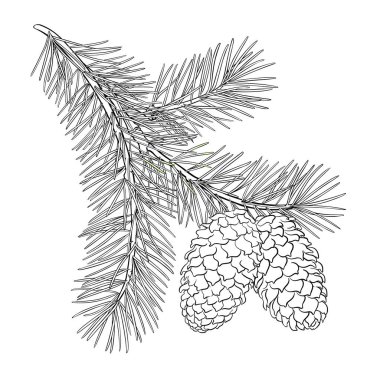 Koni ve İğne Özeti İllüstrasyonlu Firavun Ağacı Şubesi. Kozmetik, spa, aromaterapi, sağlık ve alternatif tıp için temel yağ bileşeni. Tasarım veya dekorasyon için izole edilmiş vektör.