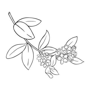 Flowers ve Leaves Outline Illustration 'dan Jojoba Branch. Kozmetik, spa, aromaterapi, sağlık, alternatif tıp malzemeleri. Tasarım veya dekorasyon için izole edilmiş vektör.