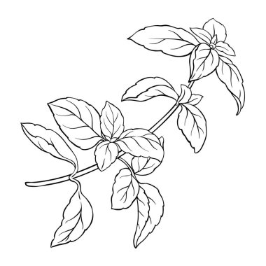 Basil Branch ve Leaves Outline Illustration. Organik doğal besin maddeleri, vejetaryen diyet ürünleri. Tasarım veya dekorasyon için izole edilmiş vektör.