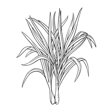 Yaprak Özeti İllüstrasyonlu Limon Çimi Bitkisi. Organik doğal besin maddeleri, vejetaryen diyet ürünleri. Tasarım veya dekorasyon için izole edilmiş vektör.