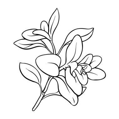 Leaves Outline Illustration 'dan Marjoram Branch. Organik doğal besin maddeleri, vejetaryen diyet ürünleri. Tasarım veya dekorasyon için izole edilmiş vektör.