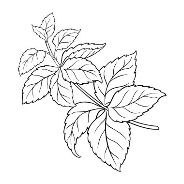 Melissa Branch, Leaves Outline Illustration 'dan. Tasarım veya dekorasyon için izole edilmiş vektör.