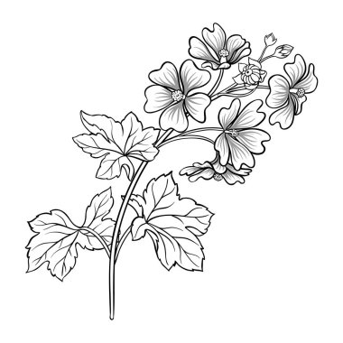 Çiçekler ve Yapraklar Derlemeli Malva Bitkisi. Tasarım veya dekorasyon için izole edilmiş vektör.