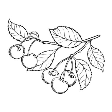 Böğürtlen Taslak Çizimi ile Cherry Branch. Organik doğal besin maddeleri, vejetaryen diyet ürünleri. Tasarım veya dekorasyon için izole edilmiş vektör.