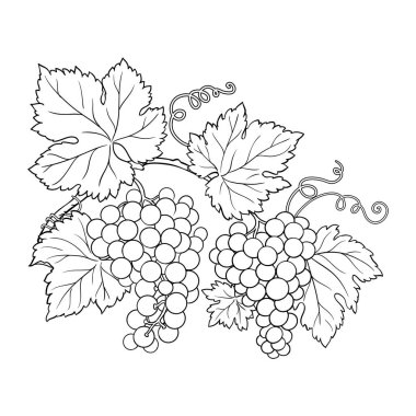 Üzümlü Böğürtlen ve Yapraklı Çizim. Organik doğal besin maddeleri, vejetaryen diyet ürünleri. Tasarım veya dekorasyon için izole edilmiş vektör.