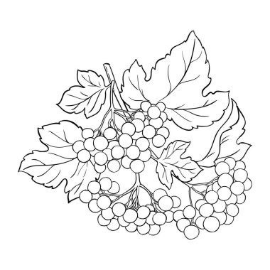 Böğürtlenli Guelder Rose Branch ve Leaves Outline Illustration. Tasarım veya dekorasyon için izole edilmiş vektör.