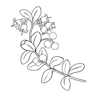 Çiçekli Lingonberry Branch, Çilek ve Yaprak Özeti. Organik doğal besin maddeleri, vejetaryen diyet ürünleri. Tasarım veya dekorasyon için izole edilmiş vektör.