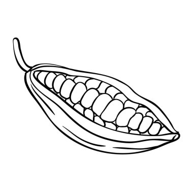 Kakao Fasulyesi Çizimi. Organik doğal besin maddeleri, vejetaryen diyet ürünleri. Tasarım veya dekorasyon için izole edilmiş vektör.