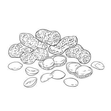 Fıstık Cevizi Tasviri. Organik doğal besin maddeleri, vejetaryen diyet ürünleri. Tasarım veya dekorasyon için izole edilmiş vektör.