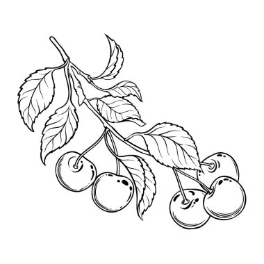 Böğürtlen Taslak Çizimi ile Cherry Branch. Organik doğal besin maddeleri, vejetaryen diyet ürünleri. Tasarım veya dekorasyon için izole edilmiş vektör.