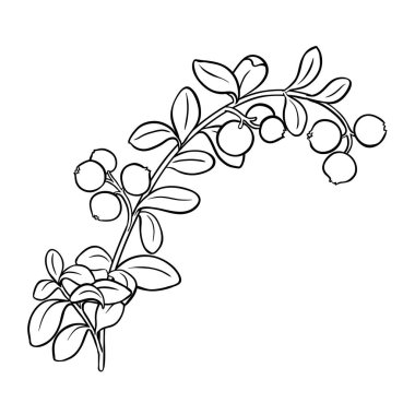 Böğürtlen ve Yaprak Dış Görünümü ile Kızılcık Şubesi. Organik doğal besin maddeleri, vejetaryen diyet ürünleri. Tasarım veya dekorasyon için izole edilmiş vektör.