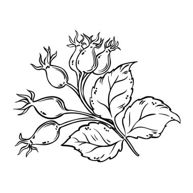 Berry ve Leaves Outline Illustration ile Dog Rose Branch. Organik, doğal, sağlıklı besin maddesi. Tasarım veya dekorasyon için izole edilmiş vektör.