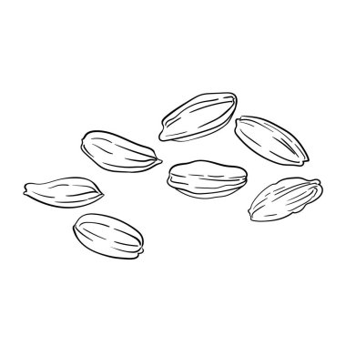 Havuç Tohumu Dış Hattı Çizimi. Organik doğal besin maddeleri, vejetaryen diyet ürünleri. Tasarım veya dekorasyon için izole edilmiş vektör.