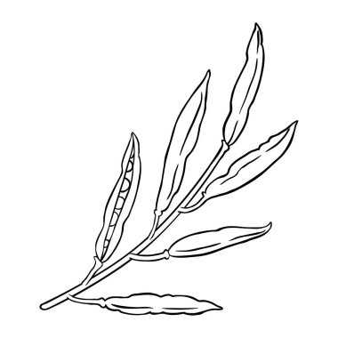 Tohum Özeti İllüstrasyonlu Hardal Şubesi. Tasarım veya dekorasyon için izole edilmiş vektör.