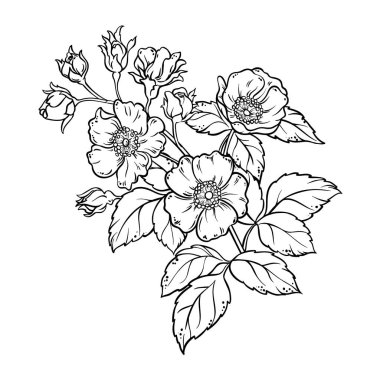 Çiçekler ve Yapraklar Renkli Çizimler 'den Dog Rose Branch. Organik, doğal, sağlıklı besin maddesi. Tasarım veya dekorasyon için izole edilmiş vektör.