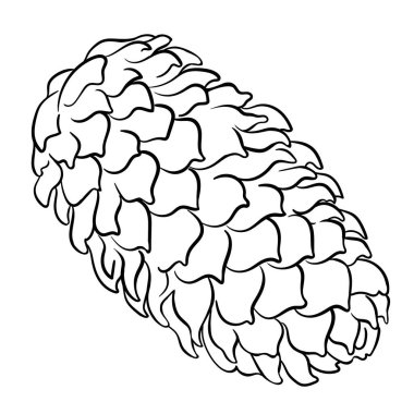 Firavun Ağacı Konileri Çizim Çizimi. Tasarım veya dekorasyon için izole edilmiş vektör.