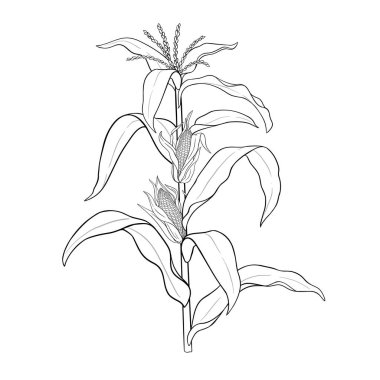 Mısır Bitkisi Tasviri. Organik doğal besin maddeleri, vejetaryen diyet ürünleri. Tasarım veya dekorasyon için izole edilmiş vektör.