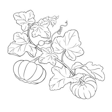 Çiçekli Balkabağı Bitkisi, Fruits and Leaves Outline Illustration. Organik doğal besin maddeleri, vejetaryen diyet ürünleri. Tasarım veya dekorasyon için izole edilmiş vektör.