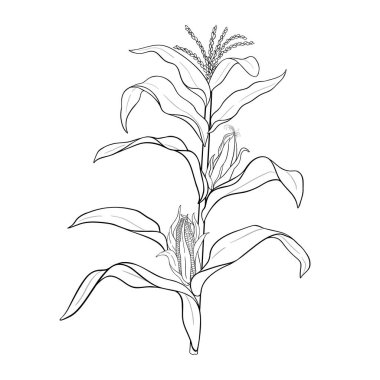 Mısır Bitkisi Tasviri. Organik doğal besin maddeleri, vejetaryen diyet ürünleri..
