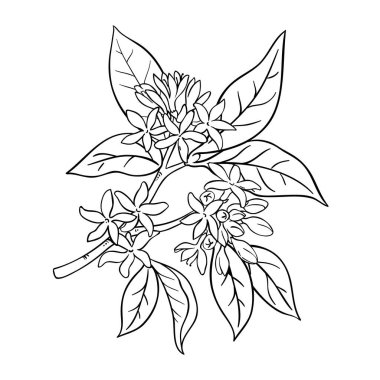 Çiçek Özeti Çizimi ile Kahve Şubesi. Organik doğal besin bileşeni. Tasarım veya dekorasyon için izole edilmiş vektör.