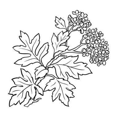 Hawthorn Şubesi, Flowers ve Leaves Outline Illustration ile. Sağlık ve alternatif tıp için gerekli malzemeler. Tasarım veya dekorasyon için izole edilmiş vektör.