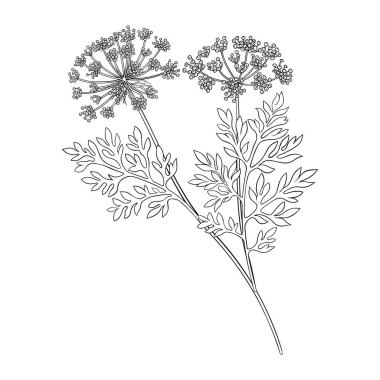 Havuç tohumu ve Yaprak Tasviri. Organik doğal besin maddeleri, vejetaryen diyet ürünleri. Tasarım veya dekorasyon için izole edilmiş vektör.