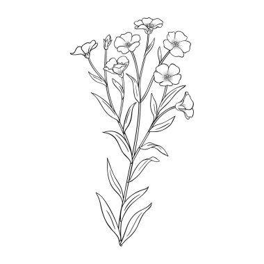 Flax Plant with Flowers and Leaves Outline Illustration. Tasarım veya dekorasyon için izole edilmiş vektör.
