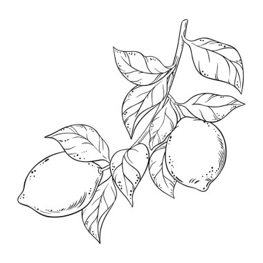 Fruits and Leaves Outline Illustration ile Lemon Branch. Organik doğal besin maddeleri, vejetaryen diyet ürünleri. Tasarım veya dekorasyon için izole edilmiş vektör.