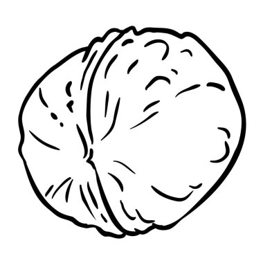 Ceviz Dış Hattı İllüstrasyonu. Organik doğal besin maddeleri, vejetaryen diyet ürünleri. Tasarım veya dekorasyon için izole edilmiş vektör.