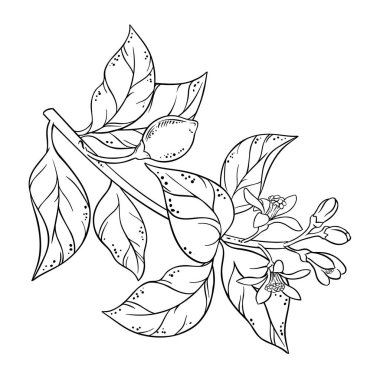 Flowers and Leaves Outline Illustration 'dan Lemon Branch. Organik doğal besin maddeleri, vejetaryen diyet ürünleri. Tasarım veya dekorasyon için izole edilmiş vektör.