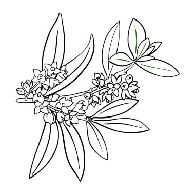 Çiçekler ve Yapraklar Tasviri 'nden Zeytin dalı. Organik doğal besin maddeleri, vejetaryen diyet ürünleri. Tasarım veya dekorasyon için izole edilmiş vektör.