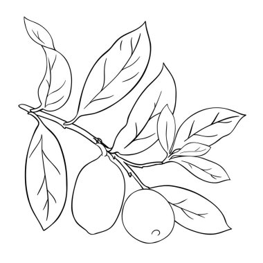 Fruits and Leaves Outline Illustration ile Cupuacu Şubesi. Organik doğal besin maddeleri, vejetaryen diyet ürünleri. Tasarım veya dekorasyon için izole edilmiş vektör.