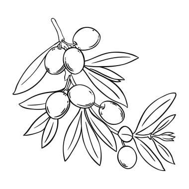 Berry ve Leaves Outline Illustration ile zeytin dalı. Organik doğal besin maddeleri, vejetaryen diyet ürünleri. Tasarım veya dekorasyon için izole edilmiş vektör.