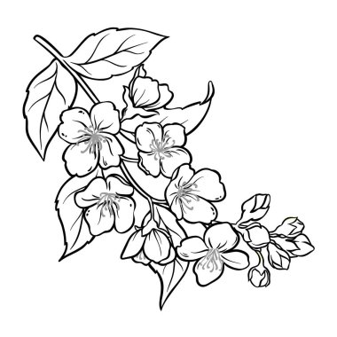 Jasmine Branch, Flowers ve Leaves Outline Illustration 'dan. Kozmetik, spa, aromaterapi, sağlık ve alternatif tıp için temel yağ bileşeni. Tasarım veya dekorasyon için izole edilmiş vektör.