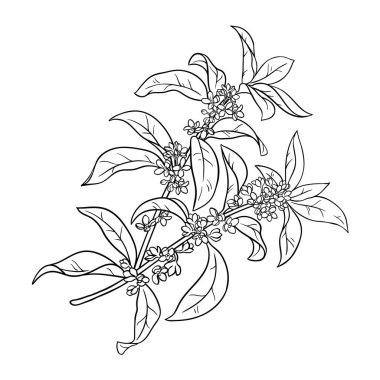 Çiçekler ve Yapraklar Çizimi ile Osmanthus Şubesi. Tasarım veya dekorasyon için izole edilmiş vektör.