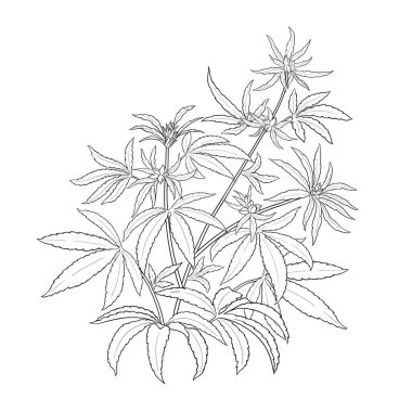 Leaves Outline Illustration ile kenevir bitkisi. Tasarım veya dekorasyon için izole edilmiş vektör.