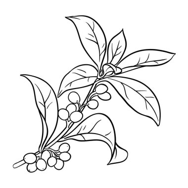 Berry ve Leaves Outline Illustration ile Osmanthus Branch. Tasarım veya dekorasyon için izole edilmiş vektör.