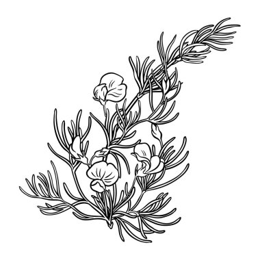 Flowers ve Leaves Outline Illustration 'dan Rooibos Branch. Tasarım veya dekorasyon için izole edilmiş vektör.