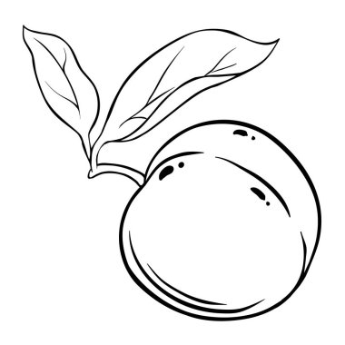 Şeftalili Fruit Tasviri. Organik doğal besin maddeleri, vejetaryen diyet ürünleri. Tasarım veya dekorasyon için izole edilmiş vektör.