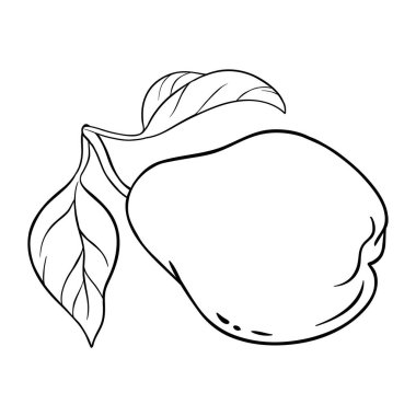 Armut Fruit Tasviri. Organik doğal besin maddeleri, vejetaryen diyet ürünleri. Tasarım veya dekorasyon için izole edilmiş vektör.