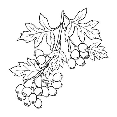 Hawthorn Branch ile Berry ve Leaves Outline Illustration. Sağlık ve alternatif tıp için gerekli malzemeler. Tasarım veya dekorasyon için izole edilmiş vektör.