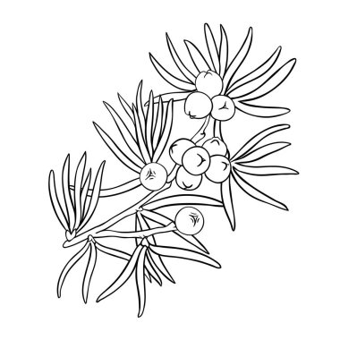 Böğürtlen ve Yaprak Renkli Ayrıntılı Çizim Ardıç Şubesi. Tasarım veya dekorasyon için izole edilmiş vektör.